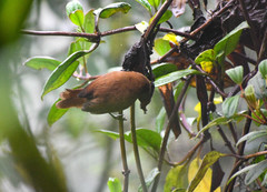 Cinnycerthia unirufa