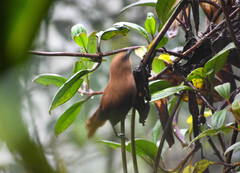 Cinnycerthia unirufa