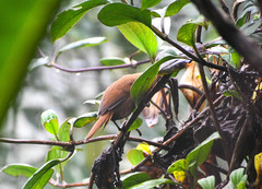 Cinnycerthia unirufa