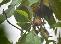 Cinnycerthia unirufa