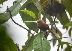 Cinnycerthia unirufa