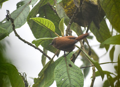 Cinnycerthia unirufa