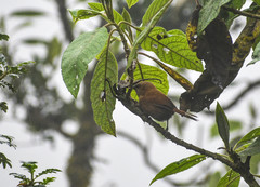 Cinnycerthia unirufa