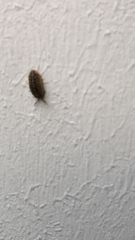 Porcellio spinicornis