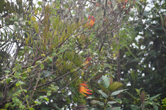 Tristerix longibracteatus