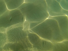 Eucinostomus currani