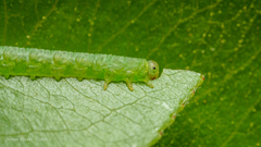 Pristiphora abbreviata