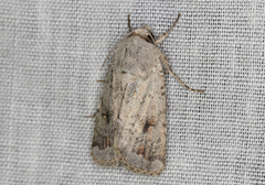 Proteuxoa amaurodes