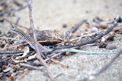 Pholidoscelis lineolatus