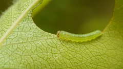 Pristiphora abbreviata