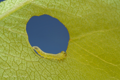 Pristiphora abbreviata