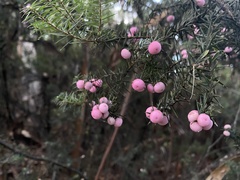 Leptecophylla oxycedrus