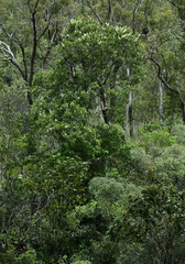 Buckinghamia celsissima