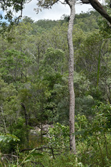 Buckinghamia celsissima