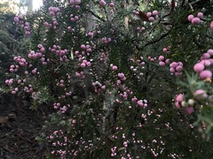 Leptecophylla oxycedrus