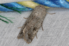 Proteuxoa amaurodes