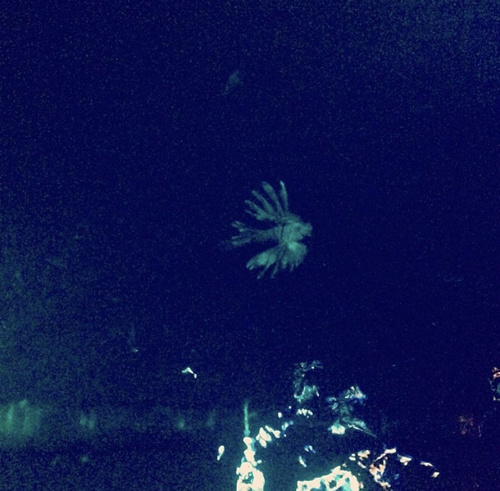 Lionfish