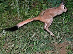 South African Spring Hare photo 2