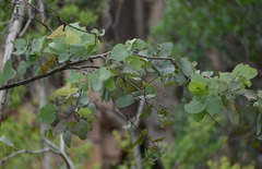 Eucalyptus shirleyi