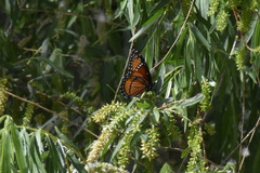 Limenitis archippus obsoleta