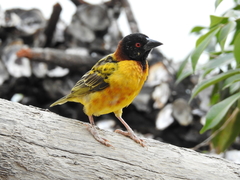 Ploceus cucullatus cucullatus