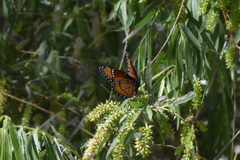 Limenitis archippus obsoleta