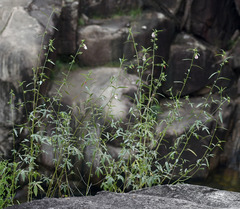 Hibiscus meraukensis