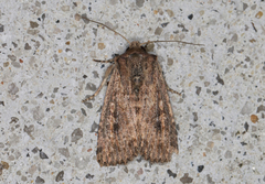 Dasygaster padockina