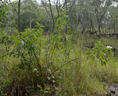Hibiscus townsvillensis