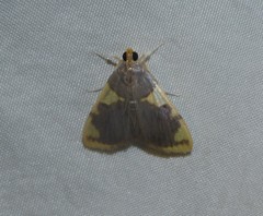 Rehimena