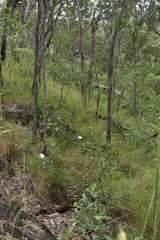 Hibiscus townsvillensis