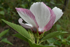 Hibiscus townsvillensis