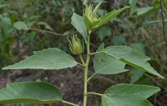 Hibiscus townsvillensis