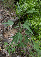 Hibiscus townsvillensis
