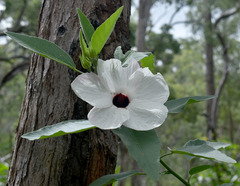 Hibiscus townsvillensis