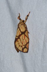 Barsilene pallinflexa