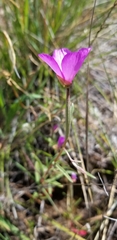 Clarkia gracilis gracilis