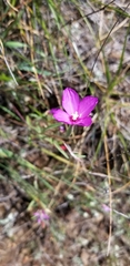 Clarkia gracilis gracilis