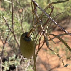 Leichhardtia australis