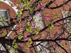 Cercis siliquastrum
