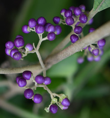 Callicarpa candicans
