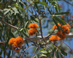 Eucalyptus chartaboma