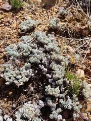 Eriogonum kennedyi austromontanum