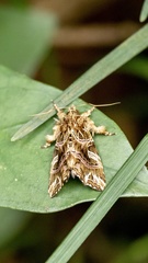 Callopistria exotica