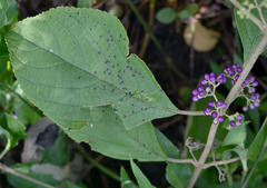 Callicarpa candicans