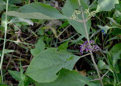 Callicarpa candicans