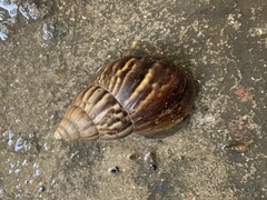Lissachatina fulica