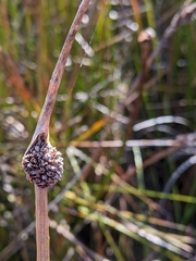 Chorizandra australis