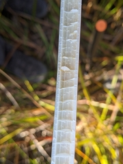 Chorizandra australis