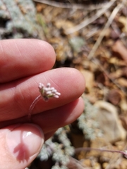 Eriogonum kennedyi austromontanum